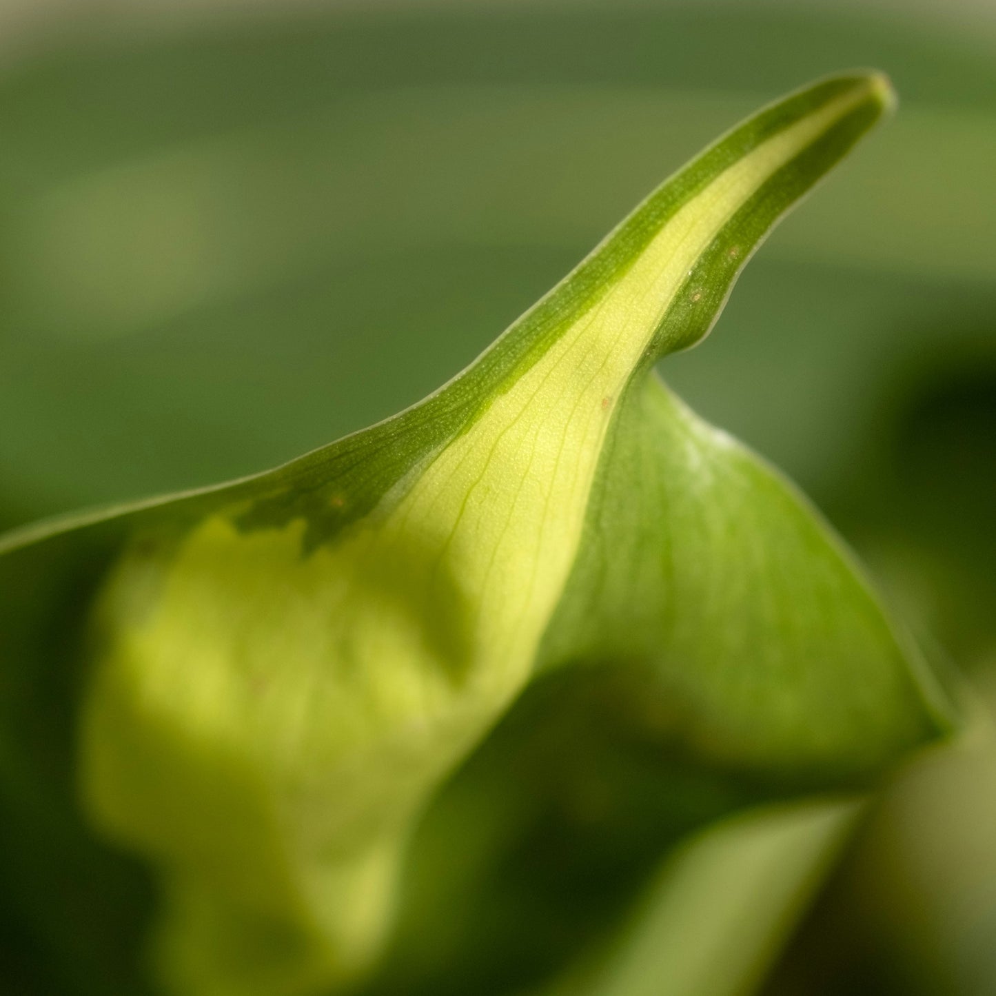 Philodendron Scandens Brasil