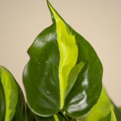 Philodendron Scandens Brasil