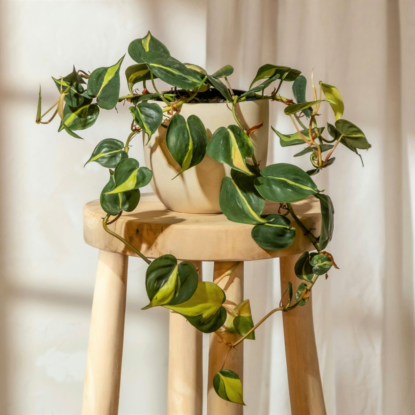 Philodendron Scandens Brasil