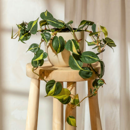 Philodendron Scandens Brasil