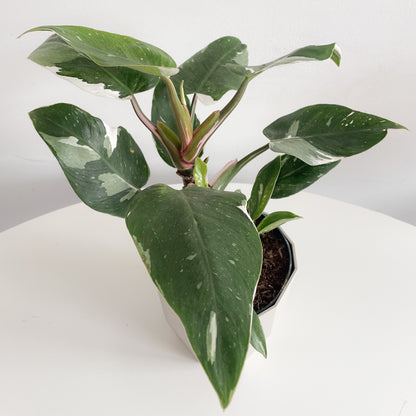 Philodendron White Princess