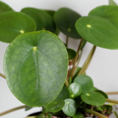 Pilea Peperomioides