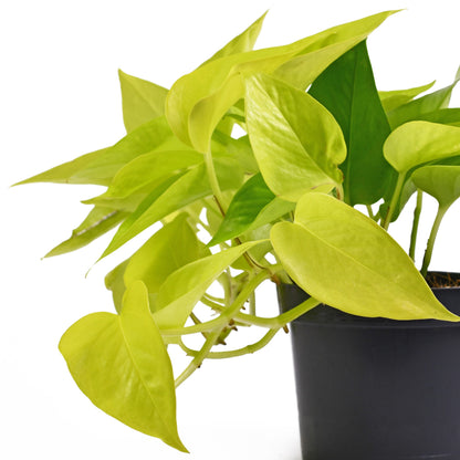 Epipremnum Golden Pothos Neon (Limón)