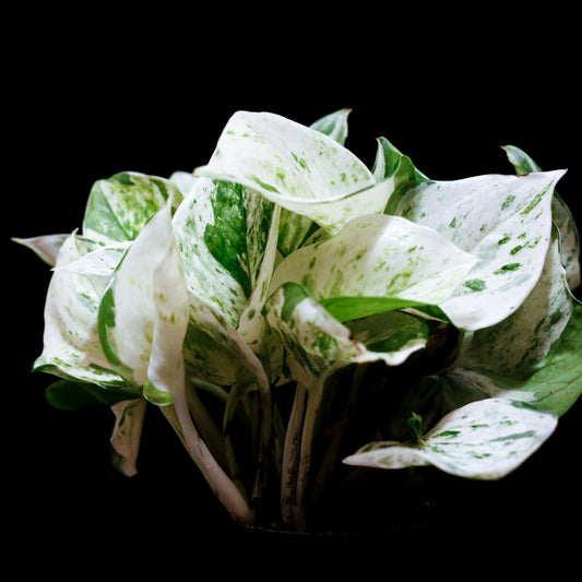 Epipremnum Pinnatum Albo (Pothos Variegado)