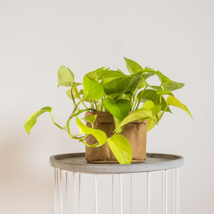 Epipremnum Golden Pothos Neon (Limón)