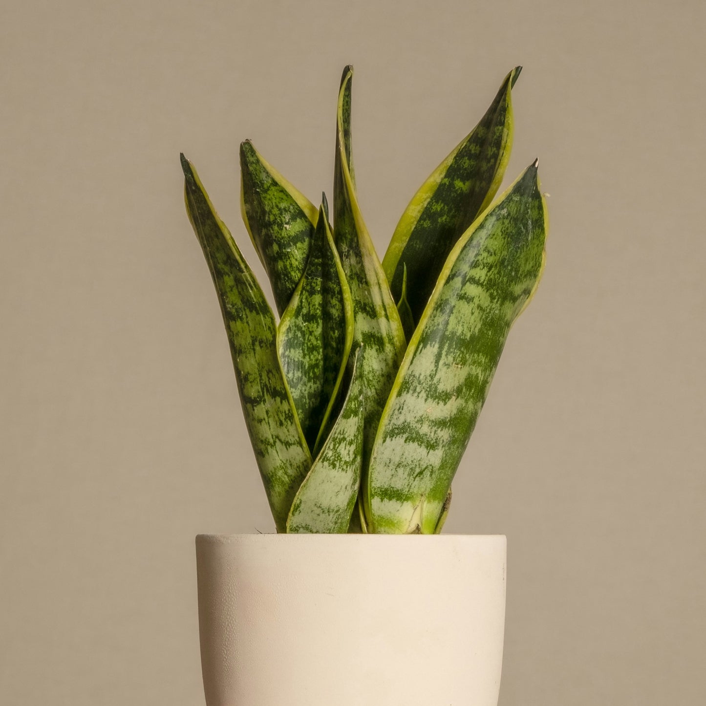 Sansevieria Futura Superba - Lengua de Suegra