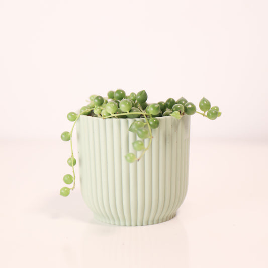 Senecio Rowleyanus 'Rosario'