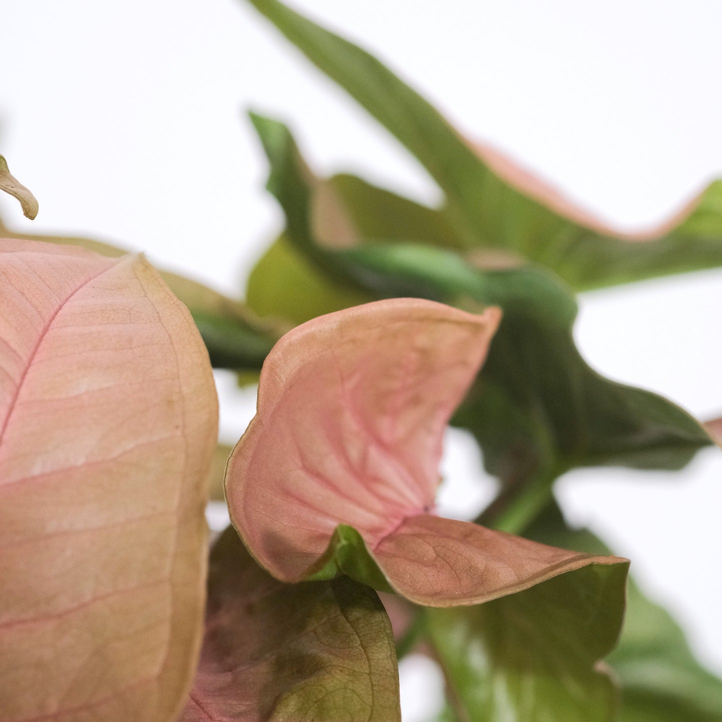 Syngonium Pink Neon Rosa