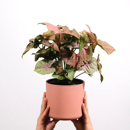 Syngonium Pink Neon Rosa