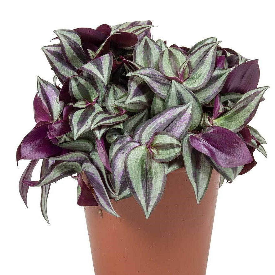 Tradescantia Zebrina