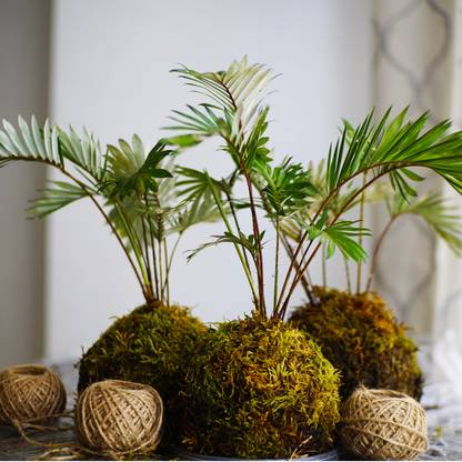 Taller Presencial - KOKEDAMA