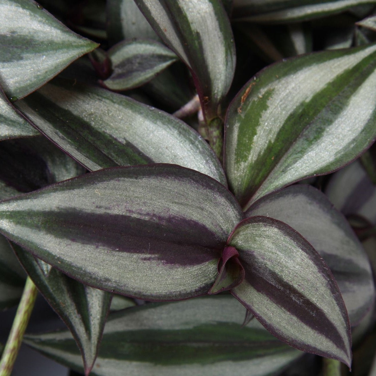 Tradescantia Zebrina