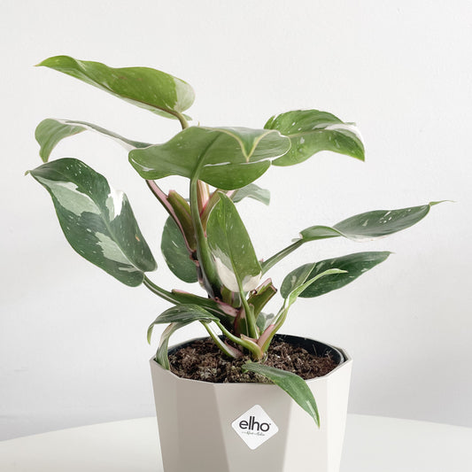 Philodendron White Princess