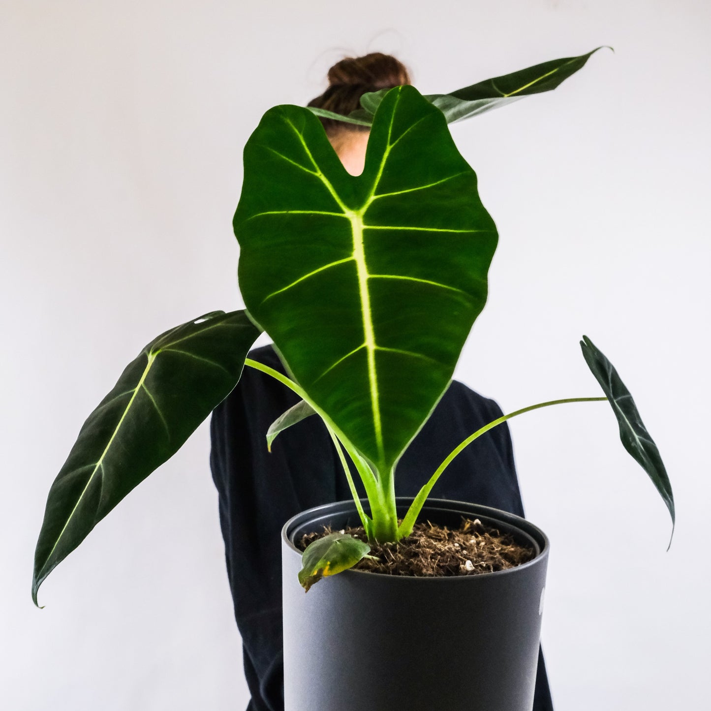 Alocasia Frydek