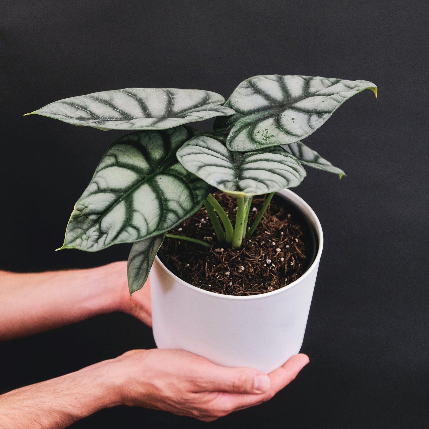 Alocasia Silver Dragon