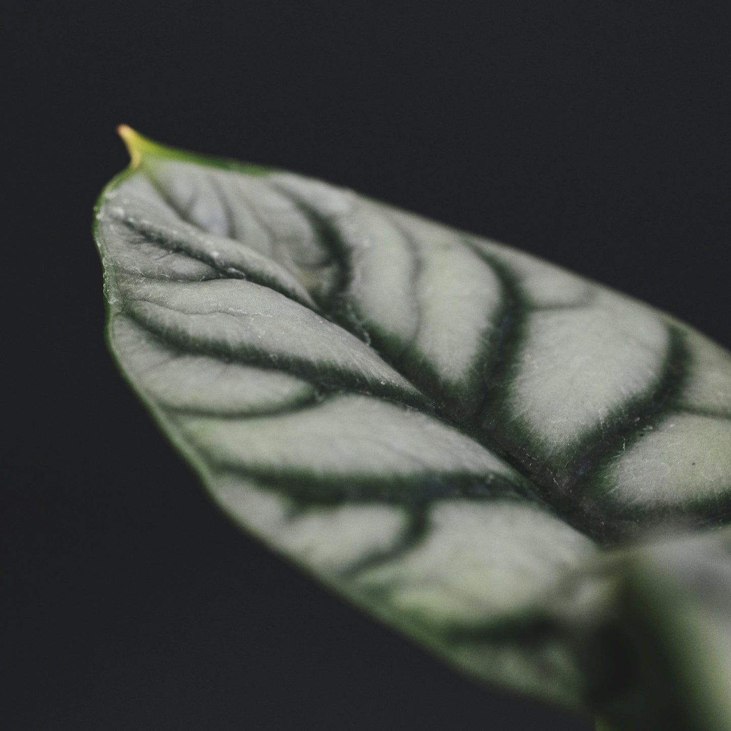 Alocasia Silver Dragon