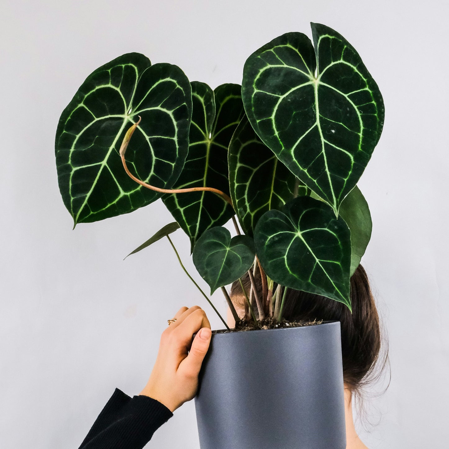 Anthurium Clarinervium