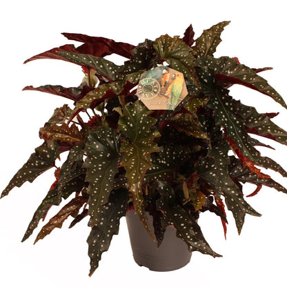 Begonia Maculata Black Forest