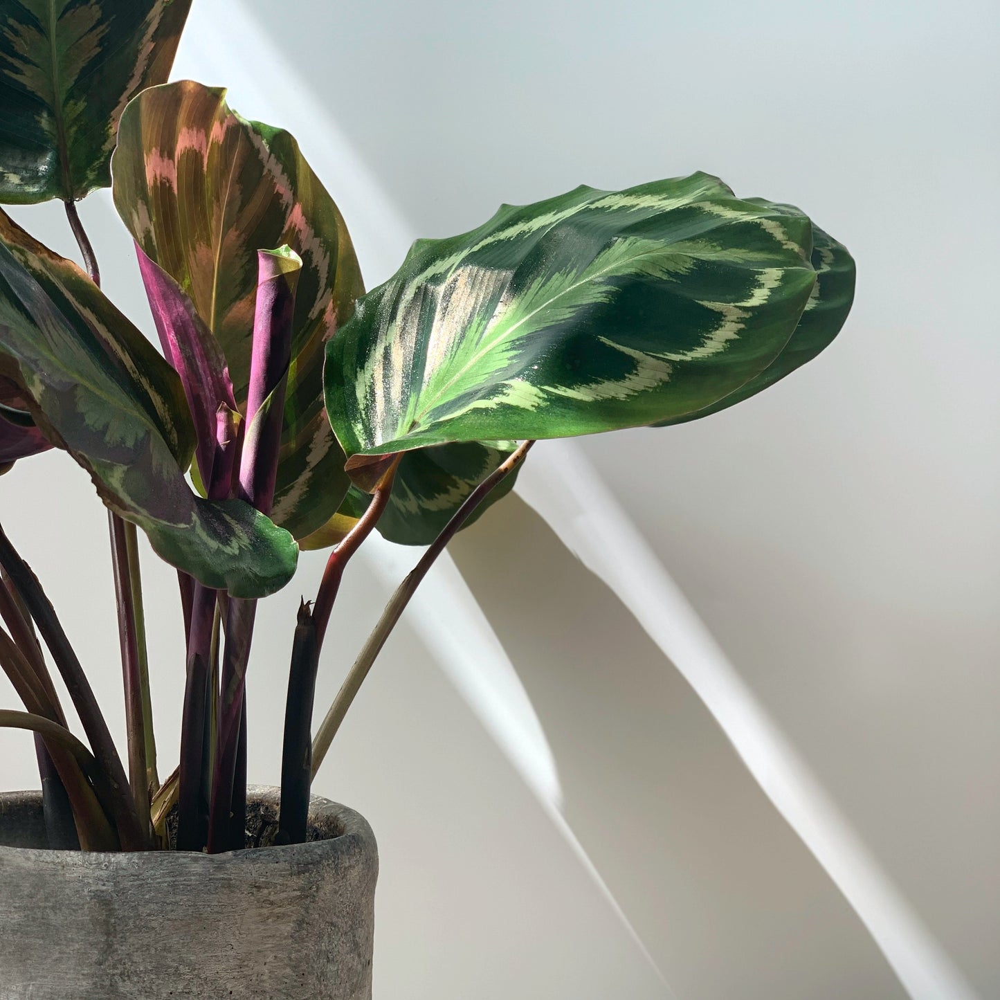 Calathea Medaillon