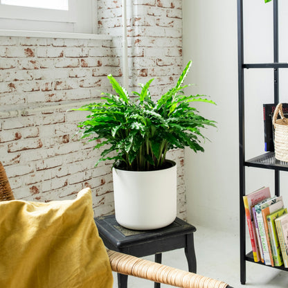 Calathea Rufibarba