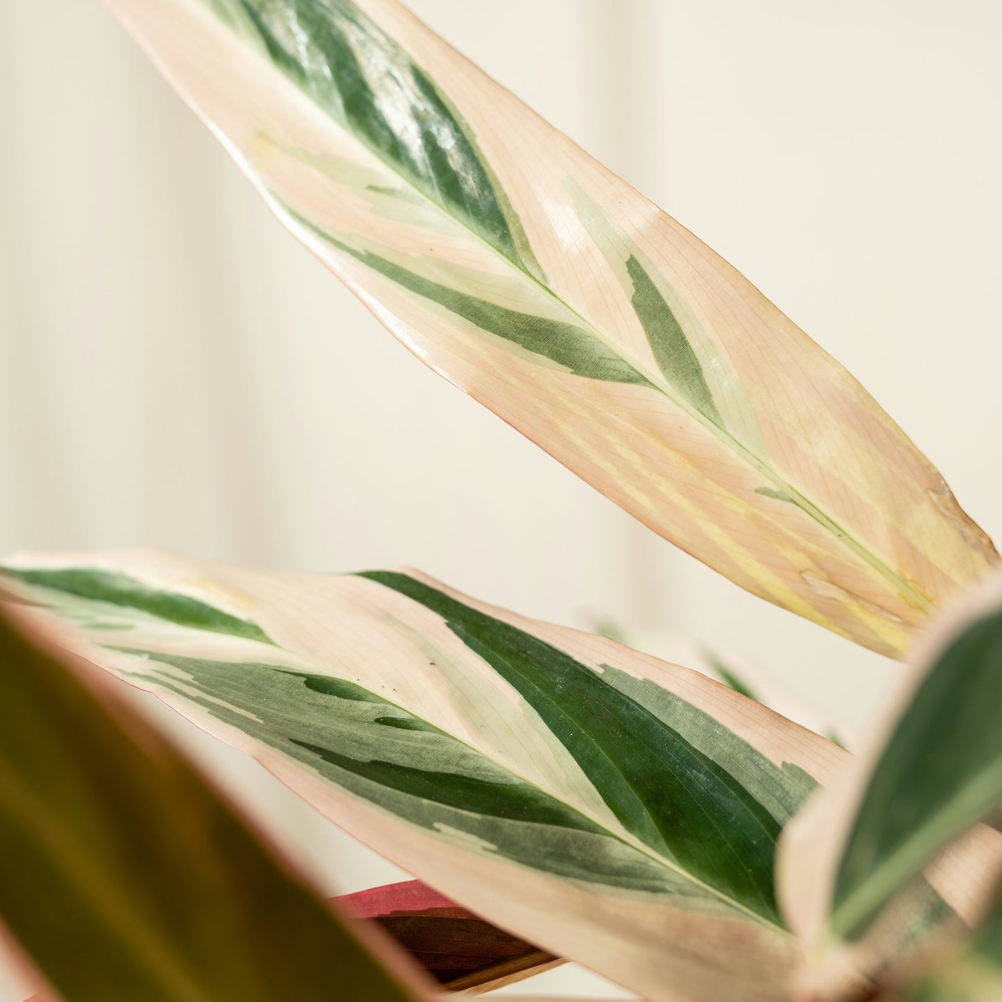 Calathea Stromanthe Sanguinea Triostar