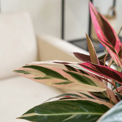 Calathea Stromanthe Sanguinea Triostar