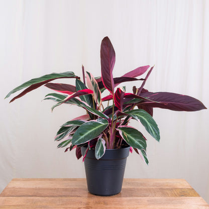 Calathea Stromanthe Sanguinea Triostar