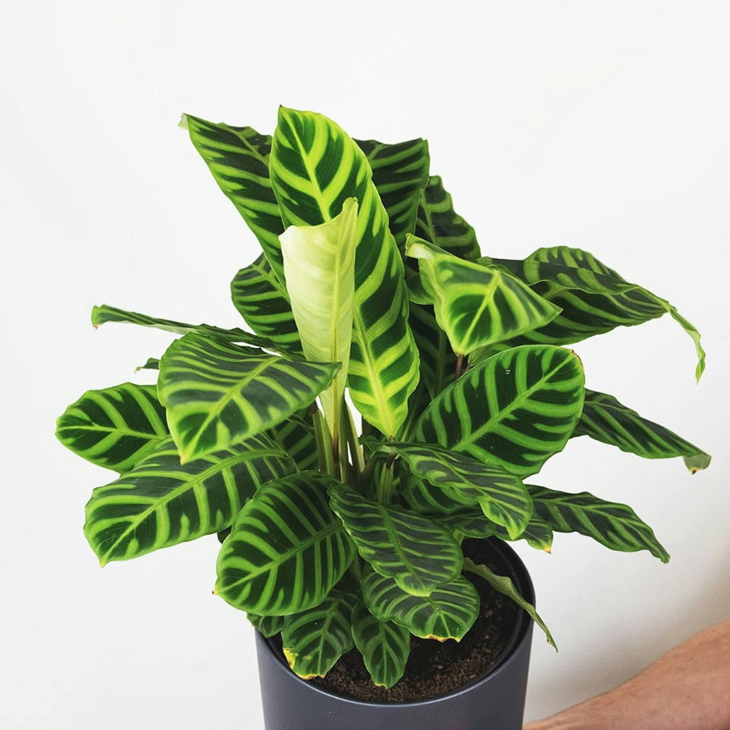 Calathea Zebrina