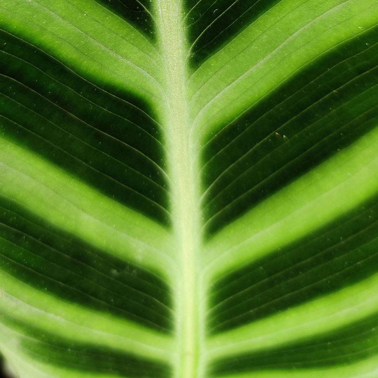 Calathea Zebrina