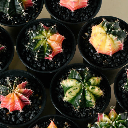 Gymnocalycium Cactus Japan Variegado