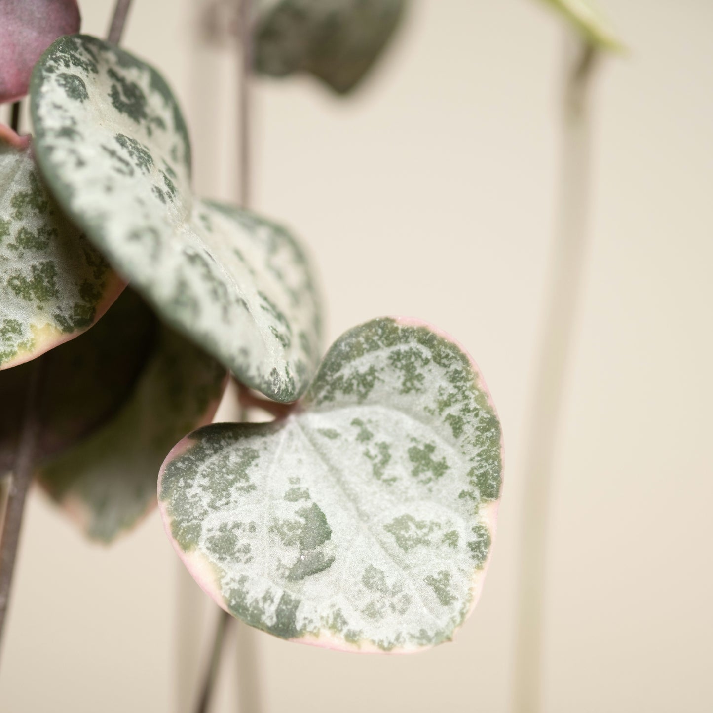 Ceropegia Woodii Variegata Baby