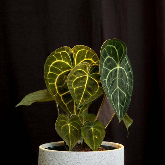 Anthurium Clarinervium