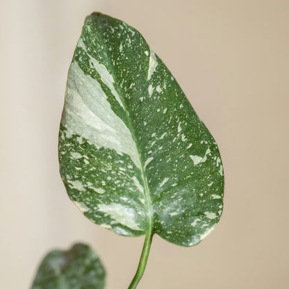 Monstera Thai Constellation Variegada