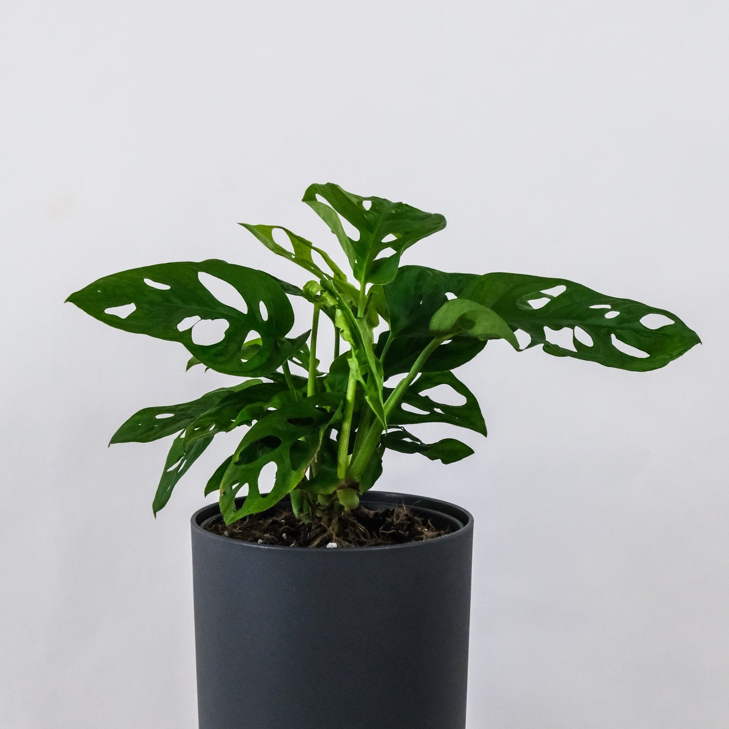 Monstera Monkey Adansonii