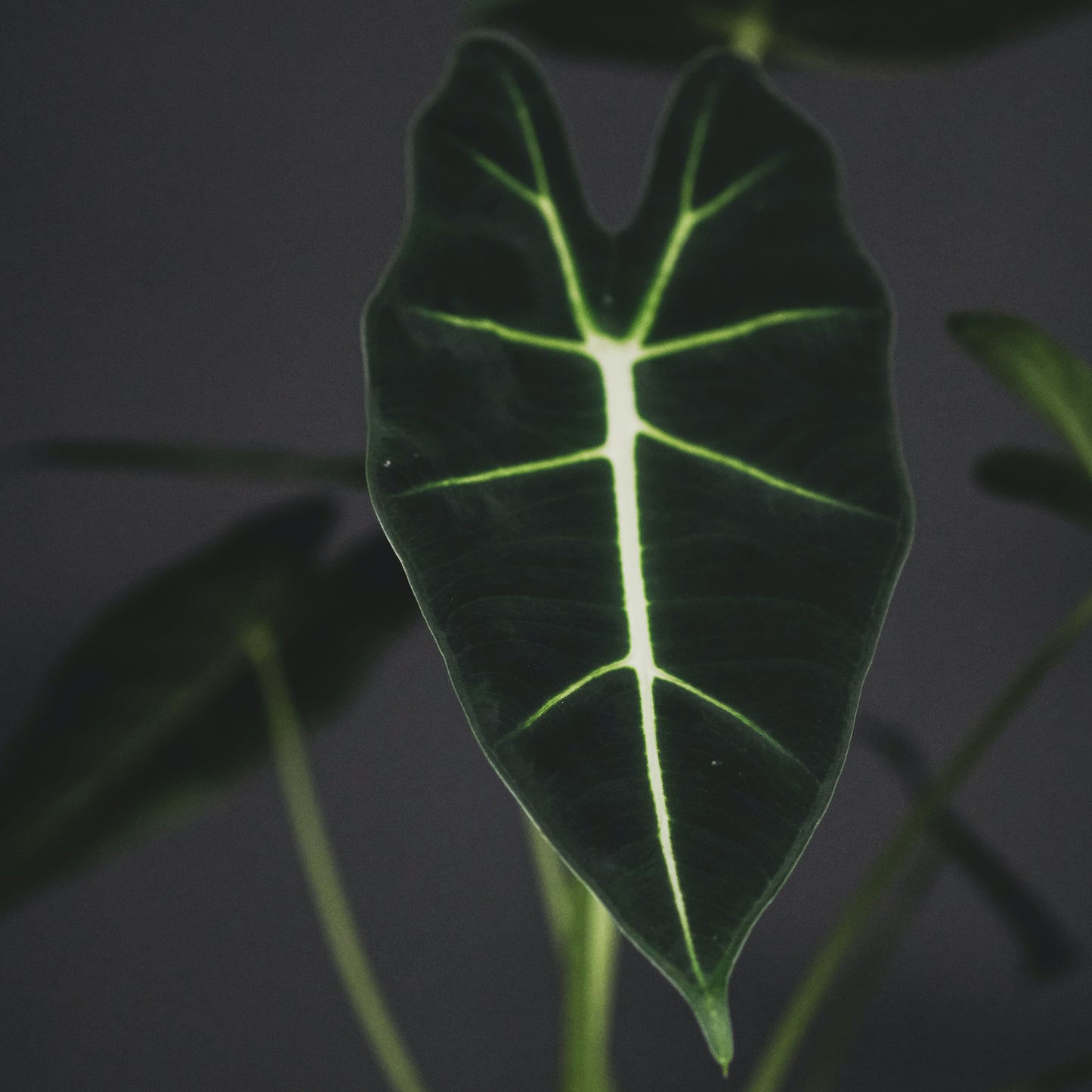 Alocasia Frydek