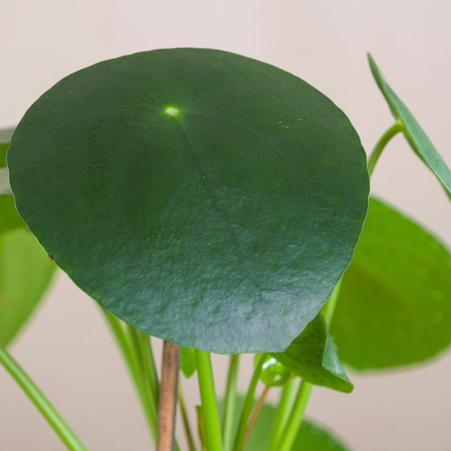 Pilea Peperomioides