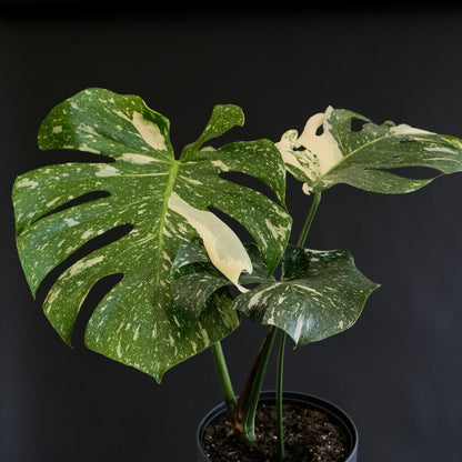 Monstera Thai Constellation Variegada