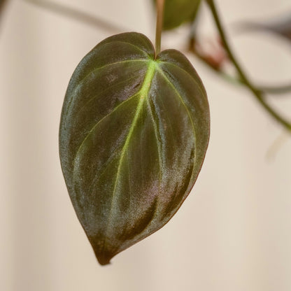 Philodendron Scandens Micans