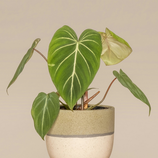 Philodendron Gloriosum