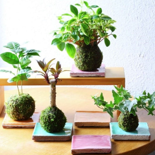 Taller Presencial - KOKEDAMA