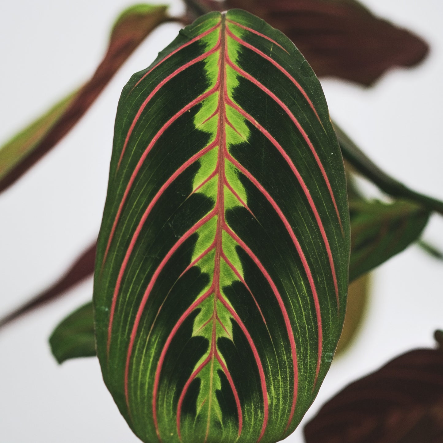 Maranta Leuconeura Fascinator (Tricolor)