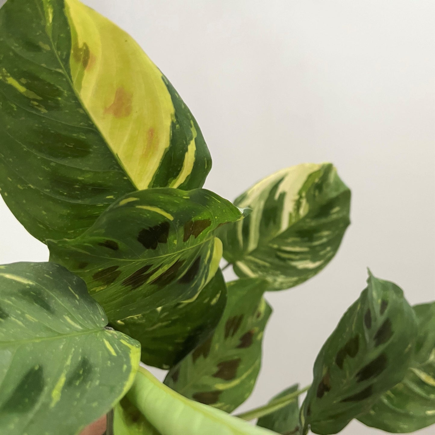 Maranta Variegada Leuconeura Kerchoveana