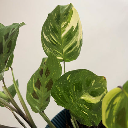 Maranta Variegada Leuconeura Kerchoveana