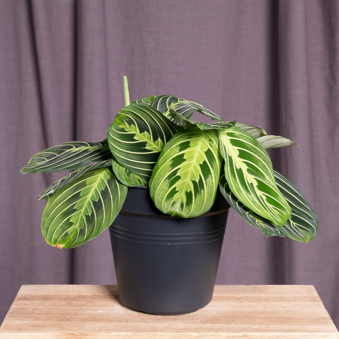 Maranta Leuconeura 'Lemon Lime'