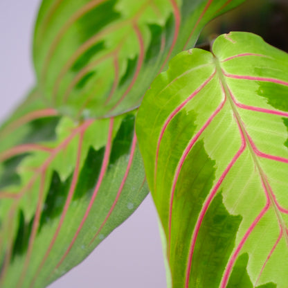 Maranta Leuconeura Fascinator (Tricolor)