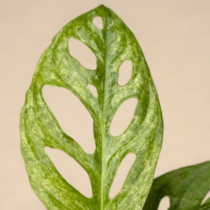 Monstera Obliqua (Leichtlinii) Mint Baby