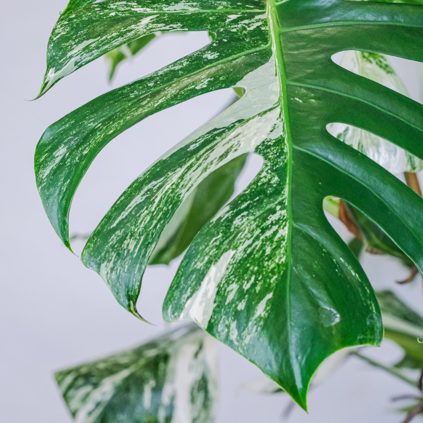 Monstera Deliciosa Albo Variegada