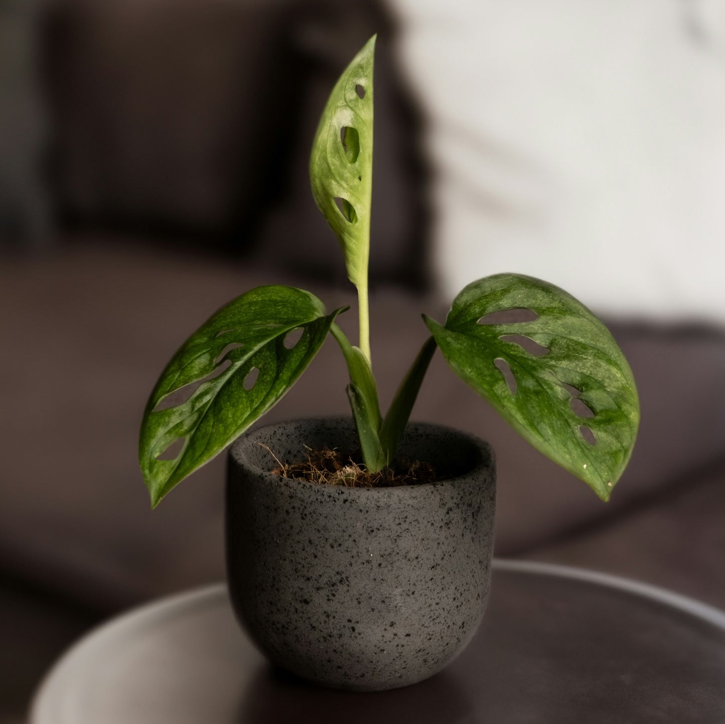 Monstera Obliqua (Leichtlinii) Mint Baby