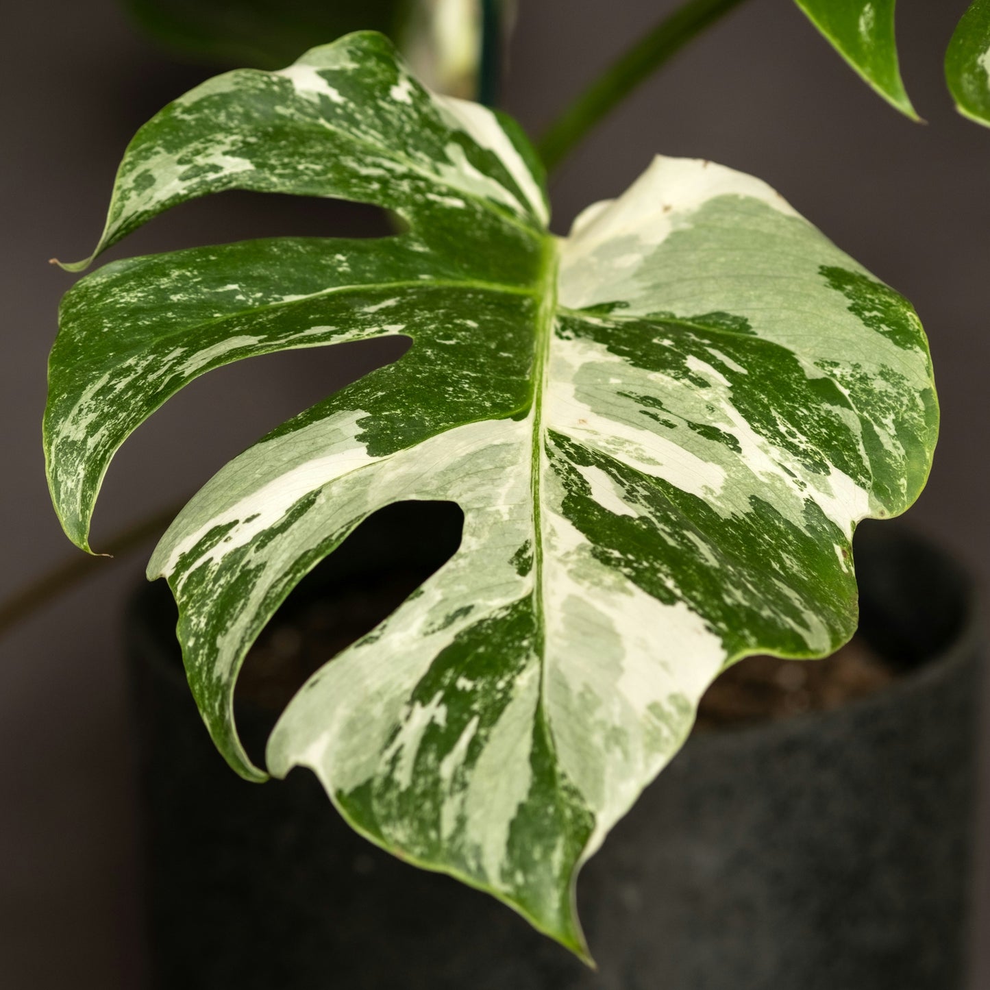 Monstera Deliciosa Albo Variegada