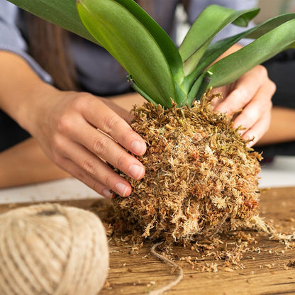 Taller Presencial - KOKEDAMA